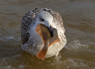 Alka © Grzegorz Komendarek