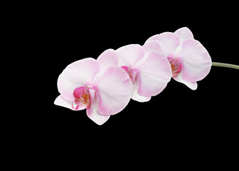 Beautiful pink orchid branch isolated on black  background