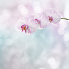 Beautiful pink orchid branch on an abstract background of a deli