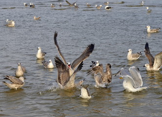 Morskie ptaki © Grzegorz Komendarek