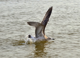 Obraz premium Morskie ptaki