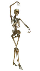 Human Skeleton