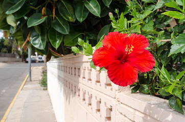Hibiscus rosa-sinensis