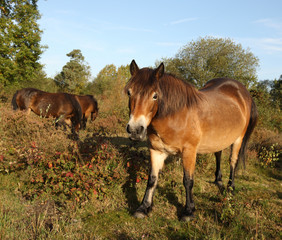 Wild Exmoor ponies walking through a common