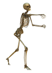 Human Skeleton