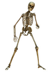 Human Skeleton