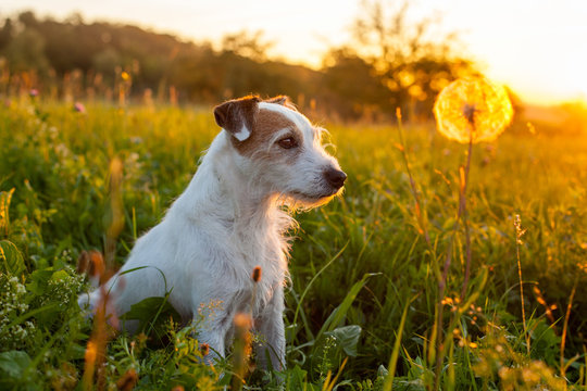 Parson Russell Terrier