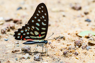 Fototapeta na wymiar The common jay butterfly