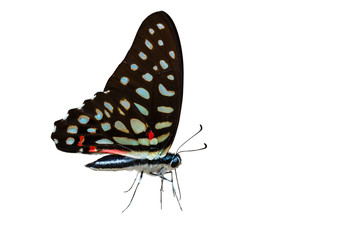 Isolated the common jay butterfly