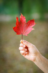 red leaf in hand on a background of autumn colors