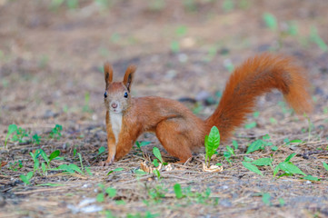 Naklejka na ściany i meble European red squirrel - autumn coloration