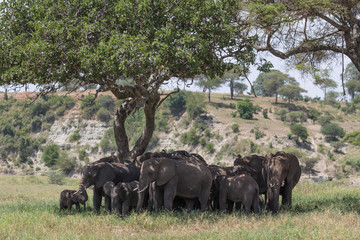Naklejka premium Elephant