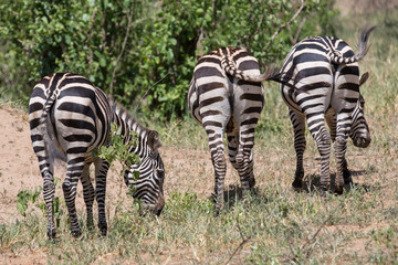 Zebras