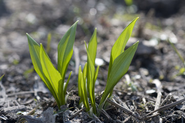 Bärlauch, Allium ursinum, erstes frisches Grün
