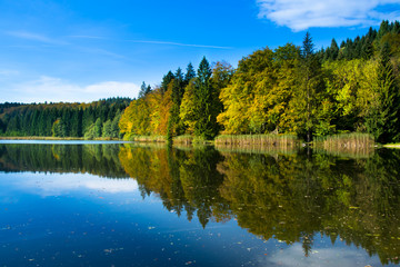 Fototapeta na wymiar Forest reflected in lake