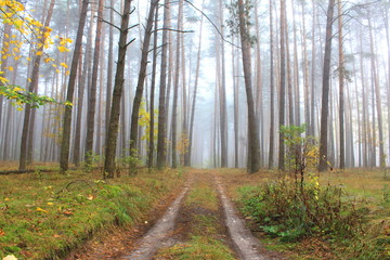 road through foggy forest at autumn, cloudy morning