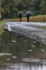 Fototapeta premium rainy day background