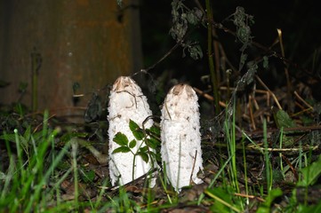Schopftintling (Coprinus comatus) - Pilze in der Nacht