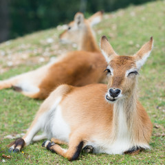 young defassa waterbuck deer lying in grass and looking funny