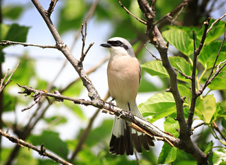 Red-backed shrike in the foliage of a tree. Male.