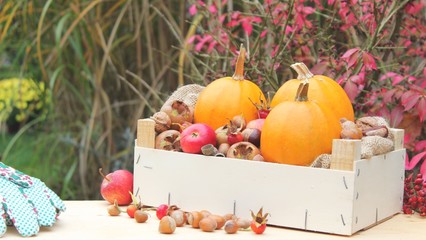kürbisse in einer obstkiste