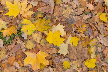 yellow leaves on the ground