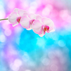 Fototapeta na wymiar Beautiful pink orchid branch on an abstract background of a deli