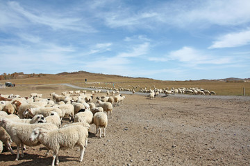 Fototapeta premium sheep on farm