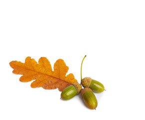 Oak branch with acorns isolated on a white background