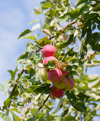Ripe apples on a branch against the blue sky