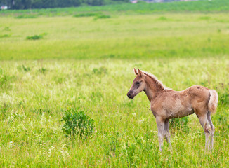 Naklejka na ściany i meble foal is grazed among a high grass