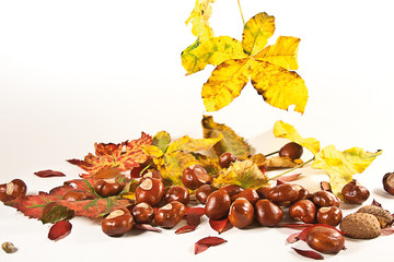 8193_Kastanien mit Herbstlaub