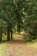 forest trail