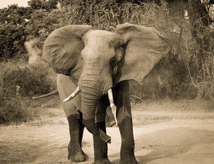 Charging bull elephant in sepia