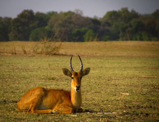 Male puku lying in grassy plain