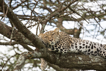 Leopard on a tree