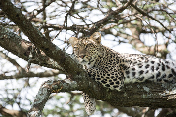 Leopard on a tree