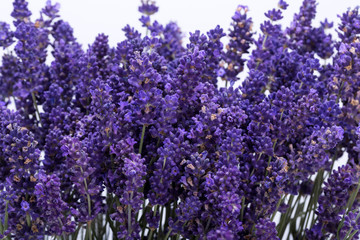 .Lavender isolated on white background. Close up.
