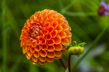 3906 Blumen - Dahlie orange