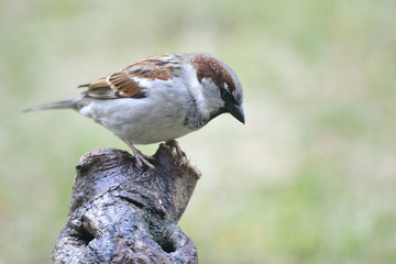 Haussperling