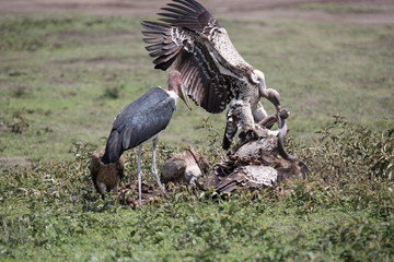 Geier+Marabu