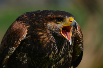 Falco di Harris