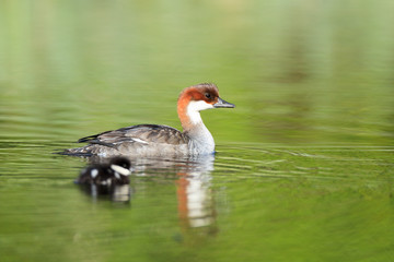 Mergus albellus, Mergellus albellus, Smew