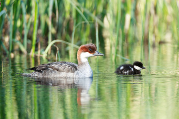 Mergus albellus, Mergellus albellus, Smew