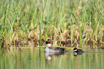 Mergus albellus, Mergellus albellus, Smew