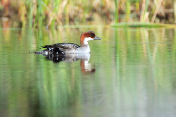 Fototapeta premium Mergus albellus, Mergellus albellus, Smew