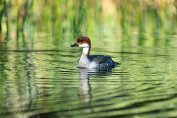 Mergus albellus, Mergellus albellus, Smew