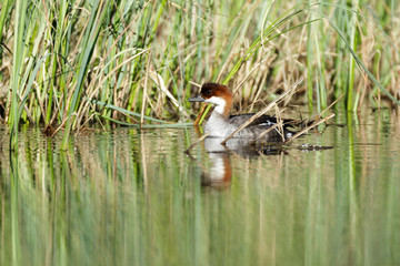 Mergus albellus, Mergellus albellus, Smew