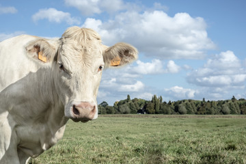 white cow in a field watching you