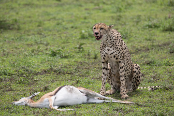 Gepard Eating